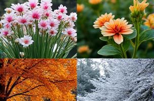 Collage representing four seasons of a manicured landscape: spring bloom, summer green, autumn color, winter silhouette