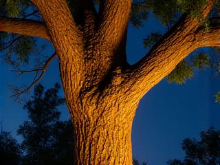 Dramatic uplighting on a large, textured deciduous tree